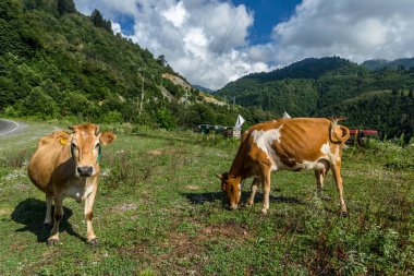Brown Dağı mera üzerinde ineklerin. Kahverengi inek bir dağ mera, yaz aylarında. İnekler bir dağ köyü taze yeşil çimenlerin üzerinde.