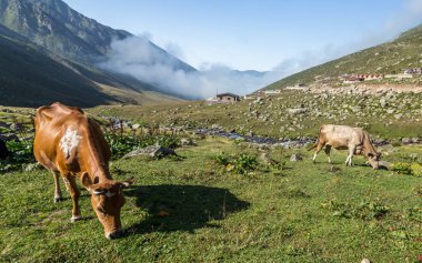 Kahverengi inek Dağı mera üzerinde. Kahverengi inek bir dağ mera, yaz aylarında. İnekler bir dağ köyü taze yeşil çimenlerin üzerinde.