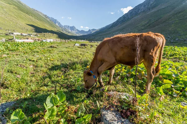 Kahverengi inek Dağı mera üzerinde. Kahverengi inek bir dağ mera, yaz aylarında. İnekler bir dağ köyü taze yeşil çimenlerin üzerinde.