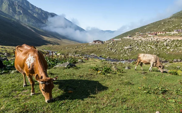 Kahverengi inek Dağı mera üzerinde. Kahverengi inek bir dağ mera, yaz aylarında. İnekler bir dağ köyü taze yeşil çimenlerin üzerinde.