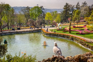Emirgan Parkı martı ve ön plan, Sarıyer semtinde yer alan tarihi bir kent parkı gölde ile geleneksel Lale Festivali. Turistler ve yerliler için ziyaret edin ve zaman harcamak. Istanbul,Turkey.15 Nisan, 2017l