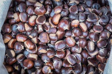 Birçok taze kestane (Castanea sativa) Satılık çanta