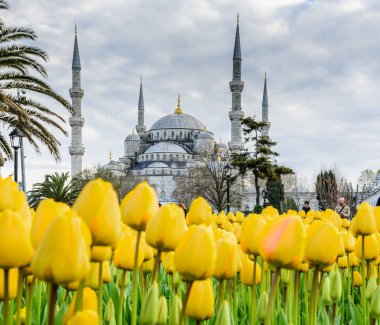 Geleneksel Lale Festivali Sultanahmet Meydanı'nda Sultan Ahmet Mosque(Blue Mosque) manzarasına sahip. Istanbul,Turkey.04 Nisan, 2017