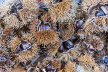 Taze kestane (Castanea sativa) Satılık kabuklarında