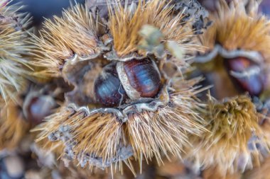 Taze kestane (Castanea sativa) Satılık kabuklarında