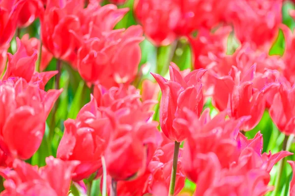 Background Many Blooming Red Tulips Emirgan Park Istanbul Turkey — Stock Photo, Image