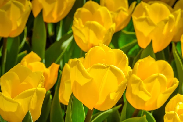 Background Many Blooming Yellow Tulips Emirgan Park Istanbul Turkey — Stock Photo, Image