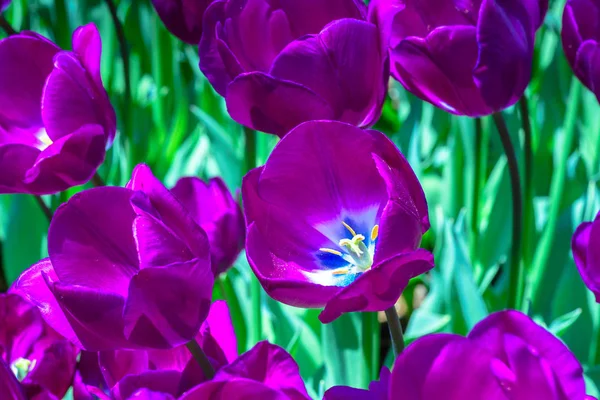 Background Many Blooming Purple Tulips Emirgan Park Istanbul Turkey — Stock Photo, Image