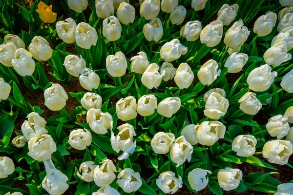 Top View White Tulips Background Emirgan Park Traditional Tulip Festival — Stock Photo, Image