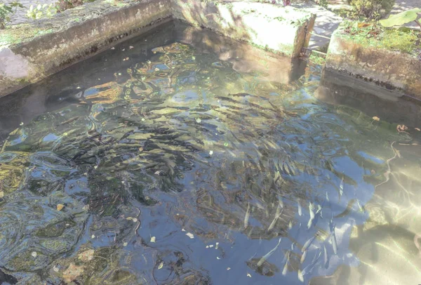 Dekat Dengan Ikan Trout Kolam Buatan Pembiakan Ikan Trout Untuk — Stok Foto