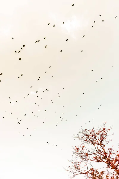 Grote Zwerm Vogels Vliegen Verlaten Van Boom Silhouet — Stockfoto