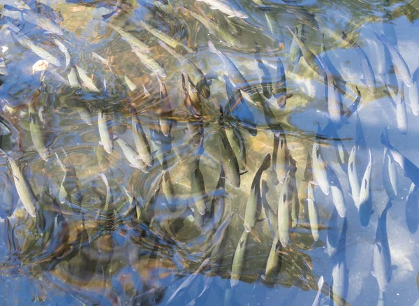 Close Trout Fish Artificial Pond Breeding Trout Food Industry Masukiye — стоковое фото