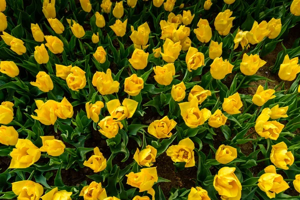 Top View Yellow Tulips Background Emirgan Park Traditional Tulip Festival — Stock Photo, Image