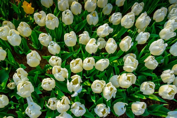 Вид Сверху Белые Тюльпаны Качестве Фона Традиционном Фестивале Тюльпанов Парке — стоковое фото