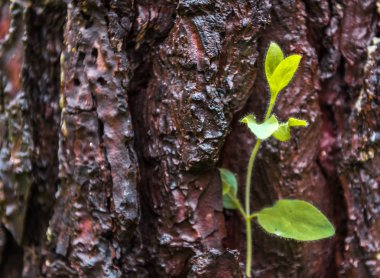 Bir tek küçük parlak yeşil çam ağacı kabuğu üzerinde bitki. Kavram görüntü