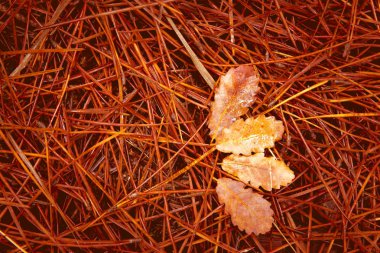 Düşmüş Çam iğneleri ve ormandaki yerdeki kuru yaprakları. Sonbahar konsepti.