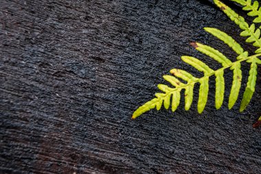 Fern bitki üzerinde kesme ahşap ağaç gövdesi