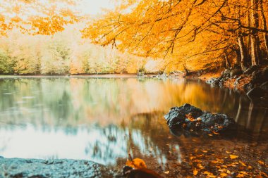 Sonbahar manzara, Kuru ağaçlar, altın gökyüzü yumuşak görünümünü, ağaç yansıyan gölde, Mevsimler değişir, güneşli bir gün, sonbahar park, Sonbahar Doğa.