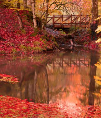 Yumuşak ahşap köprü ve Kuru ağaçlar, altın gökyüzü, sonbahar manzara görünümünü ağaç yansıyan gölde, Mevsimler değişir, güneşli bir gün, sonbahar park, Sonbahar Doğa.