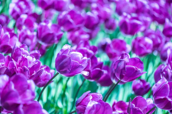 Background Many Blooming Purple Tulips Emirgan Park Istanbul Turkey — Stock Photo, Image