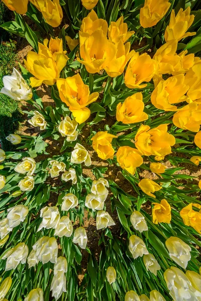 Top View White Tulips Background Emirgan Park Traditional Tulip Festival — Stock Photo, Image