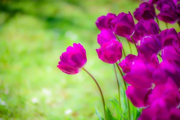 Background Blooming Purples Tulip Green Background Emirgan Park Istanbul Turkey — Stock Photo, Image
