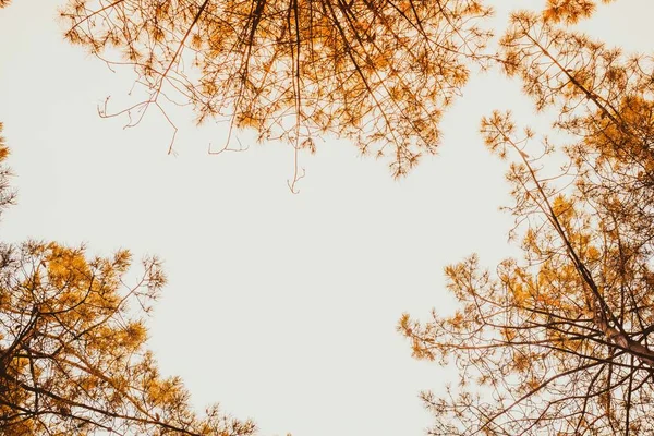 Muchos Pinos Subiendo Bosque Con Salida Del Sol Copiar Espacio — Foto de Stock