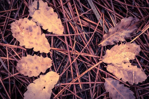 Выпавшие Сосновые Иголки Сухие Листья Земле Лесу — стоковое фото