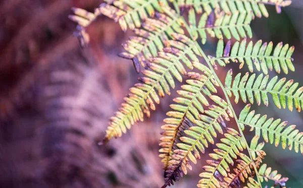 在森林中的自然背景模糊的蕨类叶子干燥 软焦点 — 图库照片