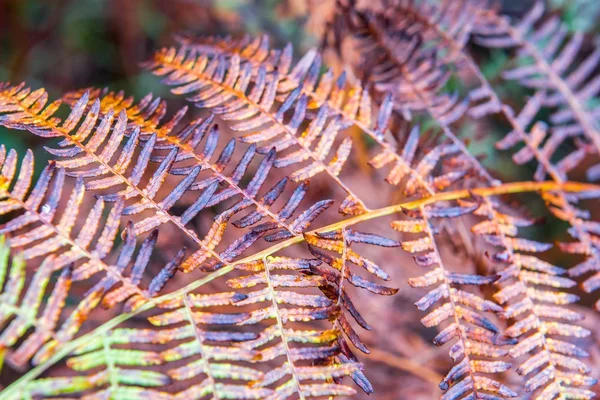 在森林中的自然背景模糊的蕨类叶子干燥 软焦点 — 图库照片