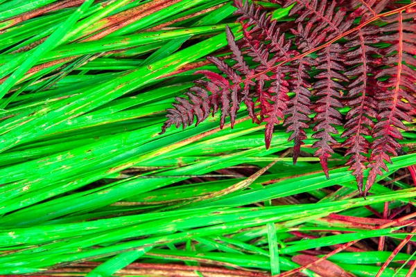 Planta Samambaia Vermelha Seca Grama Fresca Úmida Verde Floresta — Fotografia de Stock