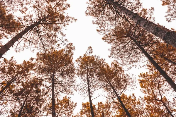 Banyak Pohon Pinus Akan Hutan Dengan Sunrise Copy Ruang Tengah — Stok Foto