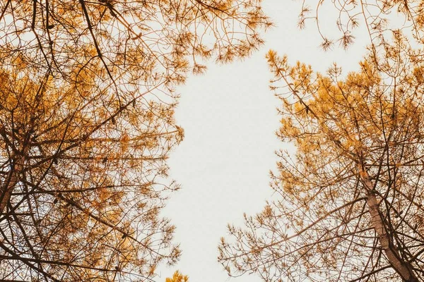 Muchos Pinos Subiendo Bosque Con Salida Del Sol Copiar Espacio — Foto de Stock