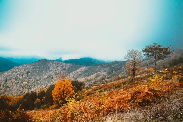 Soft view of autumn landscape, dry trees, blue sky.Digital structure of painting.Oil painting effect filter applied.