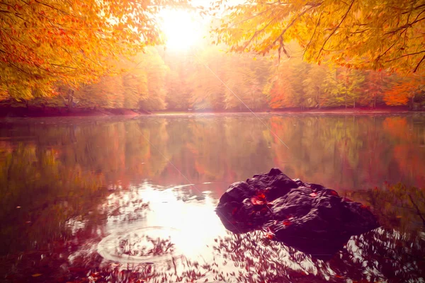 Vue Douce Paysage Automne Des Arbres Secs Ciel Doré Arbre — Photo