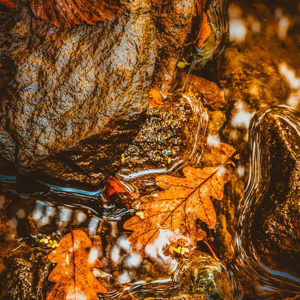 Vista Suave Das Folhas Secas Outono Superfície Água Poça Com — Fotografia de Stock