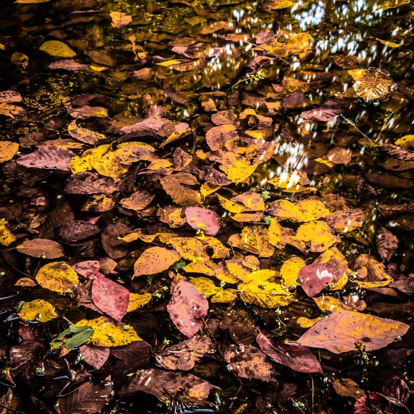 Мягкий Вид Осенние Разноцветные Листья Поверхности Лужи Воды Отражениями — стоковое фото