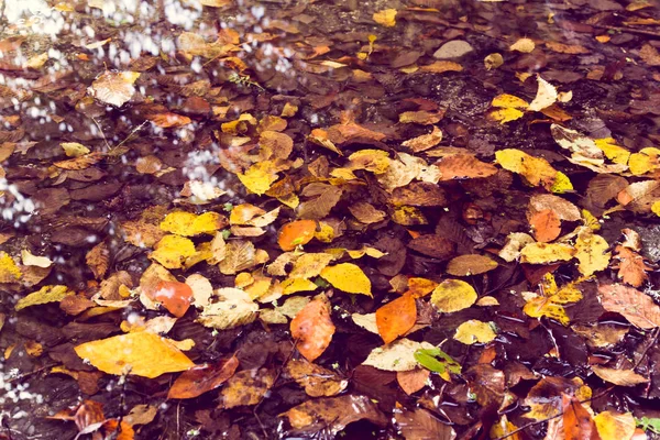 Soft View Autumn Multicolored Leaves Puddle Water Surface Reflections Autumnal — Stock Photo, Image