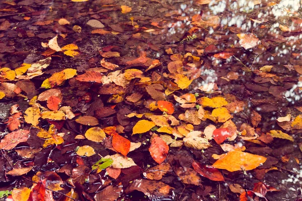 Мягкий Вид Осенние Разноцветные Листья Поверхности Лужи Воды Отражениями — стоковое фото
