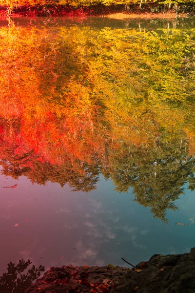 Weiche Ansicht Der Herbstlandschaft Trockene Bäume Goldener Himmel Baum Reflektiert — Stockfoto