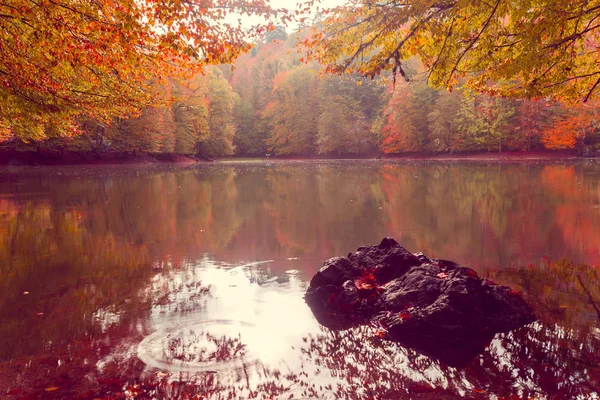 Vue Douce Sur Paysage Automne Arbres Secs Ciel Doré Arbre — Photo