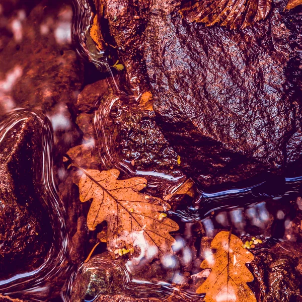 Zachte Weergave Van Herfst Droge Bladeren Het Wateroppervlak Van Plas — Stockfoto