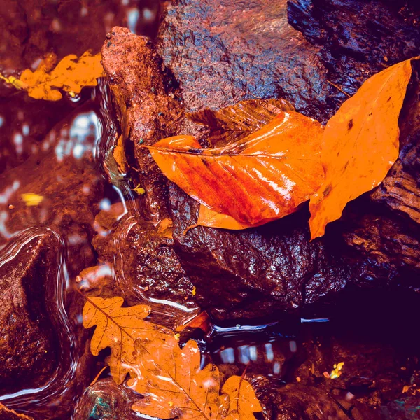 在水坑水面上的秋干叶柔和的看法与反射 秋季公园 秋天自然 — 图库照片