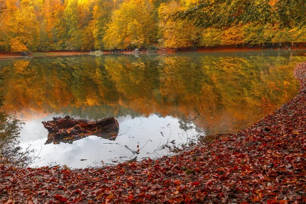 Vue Douce Sur Paysage Automne Arbres Secs Ciel Doré Arbre — Photo