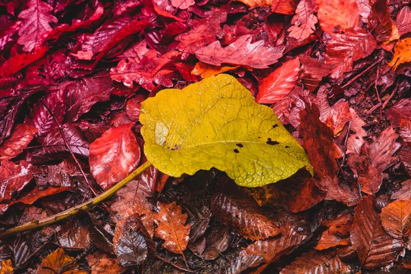 Miękkie Widok Suchej Jesieni Pozostawia Powierzchnię Terenu Jesienny Park Upadek — Zdjęcie stockowe