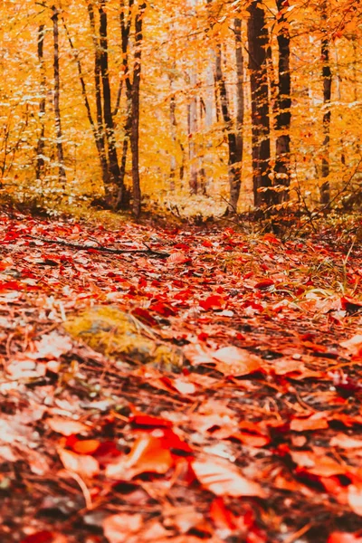 Vista Suave Paisagem Outono Árvores Folhas Secas Chão — Fotografia de Stock