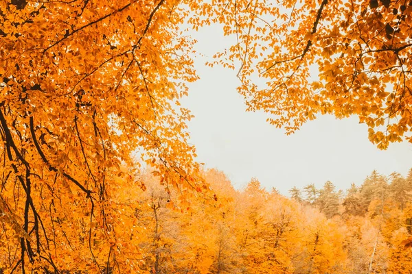Панорамный Вид Осенние Деревья Золотое Небо Смену Времен Года Солнечный — стоковое фото