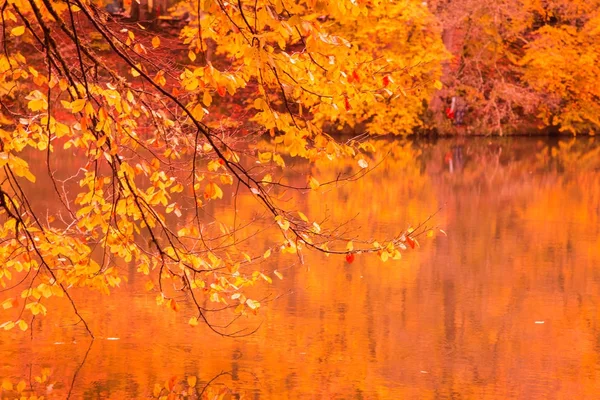 Vista Suave Paisagem Outono Árvores Secas Céu Dourado Árvore Refletida — Fotografia de Stock