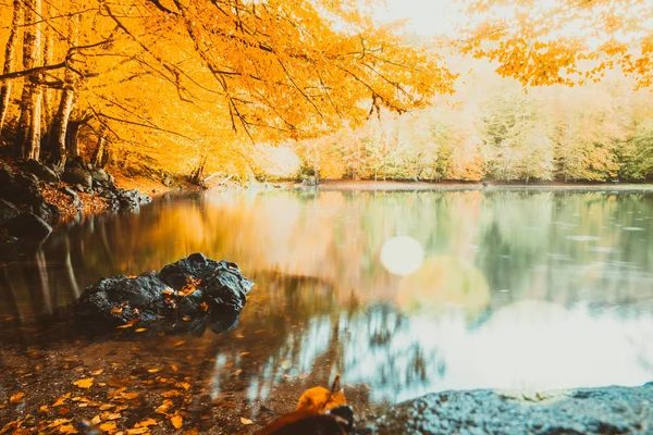 Vista Morbida Del Paesaggio Autunnale Alberi Secchi Cielo Dorato Albero — Foto Stock