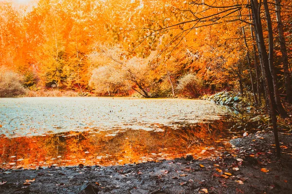 Vue Douce Sur Paysage Automne Arbres Secs Ciel Doré Arbre — Photo